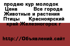 продаю кур молодок. › Цена ­ 320 - Все города Животные и растения » Птицы   . Красноярский край,Железногорск г.